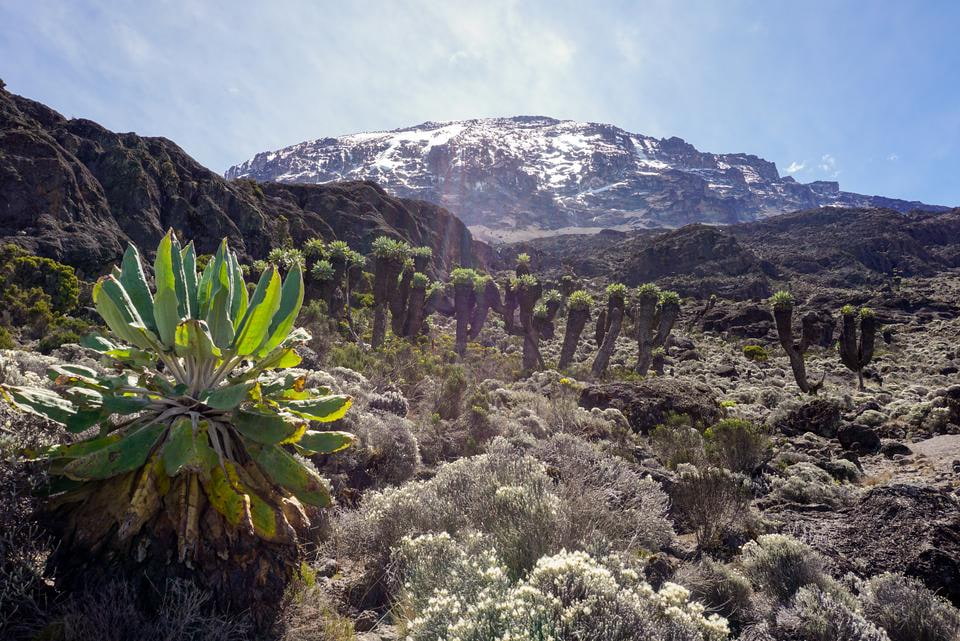 Kilimanjaro