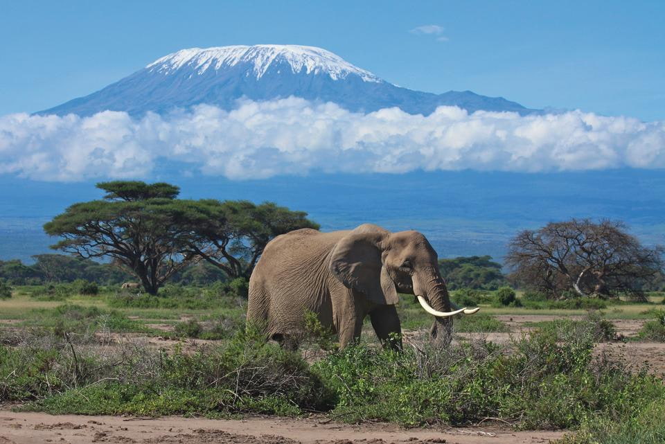 Kilimanjaro