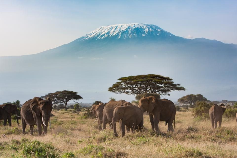 Kilimanjaro